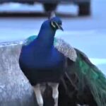 small-italian-village-besieged-by-peacocks-running-amuck,-attacking-cars,-eating-flowers-and-shrieking-at-night