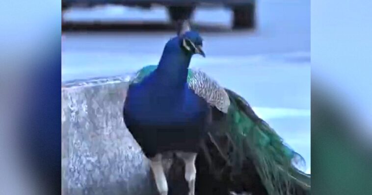 small-italian-village-besieged-by-peacocks-running-amuck,-attacking-cars,-eating-flowers-and-shrieking-at-night