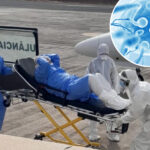 contagious-hantavirus-strain-may-stay-in-human-sperm-for-six-years-—-and-turn-into-an-sti