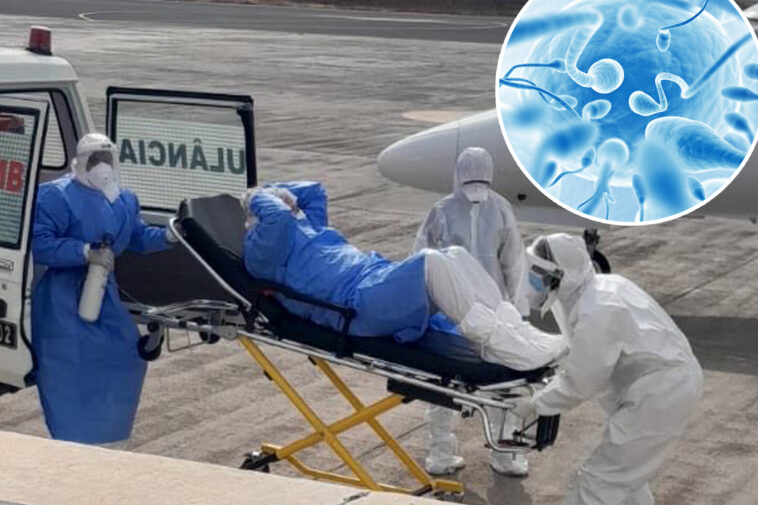 contagious-hantavirus-strain-may-stay-in-human-sperm-for-six-years-—-and-turn-into-an-sti