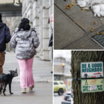 dog-poo-plagues-manhattan,-skidding-to-gross-record-over-winter:-‘this-c—-has-to-stop’