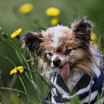 french-holder-of-‘world’s-oldest-dog’-title-dies-aged-30