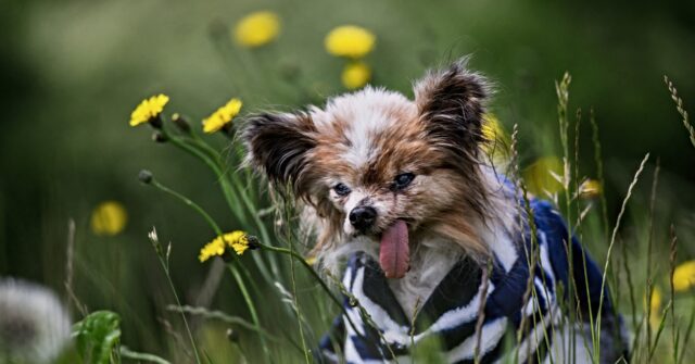 french-holder-of-‘world’s-oldest-dog’-title-dies-aged-30