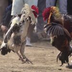 three-time-mlb-all-star-promoted-illegal-cockfighting-events