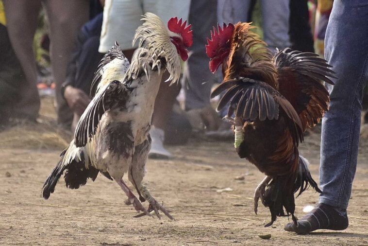 three-time-mlb-all-star-promoted-illegal-cockfighting-events