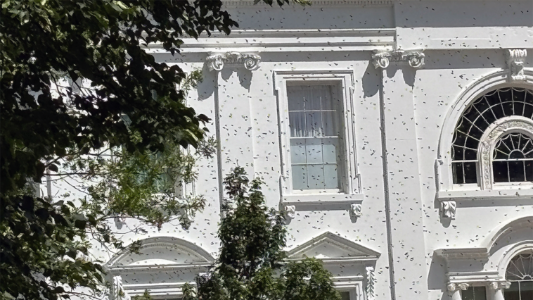 white-house-gets-an-unexpected-buzz-as-thousands-of-bees-swarm-the-executive-mansion’s-north-lawn