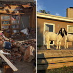 pet-goats-save-trapped-family-after-killer-tornado-demolishes-their-home