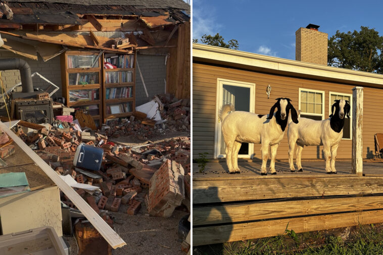 pet-goats-save-trapped-family-after-killer-tornado-demolishes-their-home