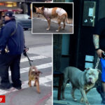 owner-of-pit-bulls-that-mauled-penny-the-chihuahua-spotted-with-new-pup-—-and-is-jailed-again-in-westchester