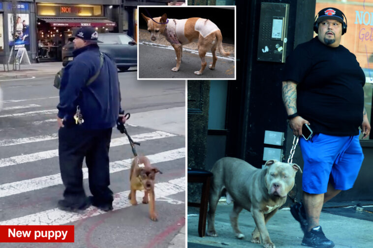 owner-of-pit-bulls-that-mauled-penny-the-chihuahua-spotted-with-new-pup-—-and-is-jailed-again-in-westchester