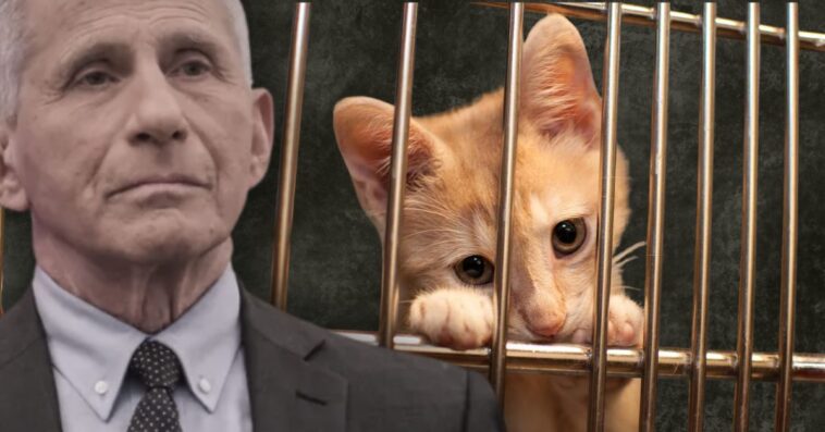 exclusive:-fauci-moved-kitten-experiments-into-nih-after-trump-shut-down-usda-lab,-new-white-coat-waste-investigation-reveals-they’re-still-active