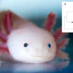 scientists-find-‘holy-grail’-of-genes-that-could-regrow-human-limbs