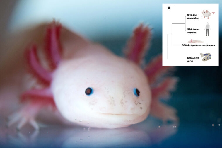 scientists-find-‘holy-grail’-of-genes-that-could-regrow-human-limbs
