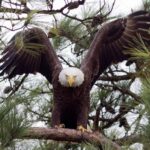 texas-man-faces-jailtime-for-gunning-down-bald-eagle-that-landed-in-his-tree