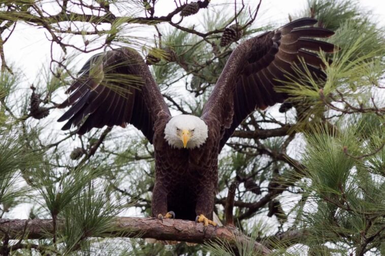 texas-man-faces-jailtime-for-gunning-down-bald-eagle-that-landed-in-his-tree