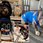 dogs-named-brunson-are-ready-to-watch-the-eastern-conference-finals-with-their-knicks-superfan-families
