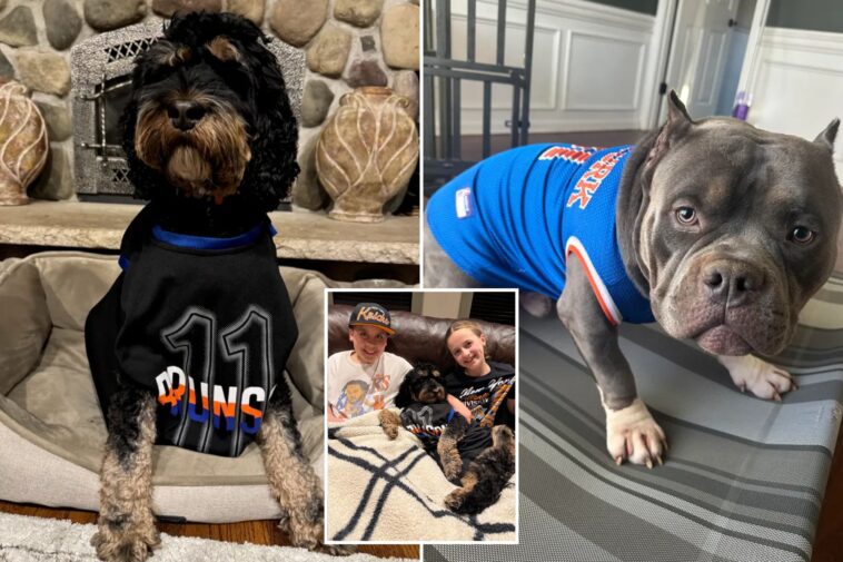dogs-named-brunson-are-ready-to-watch-the-eastern-conference-finals-with-their-knicks-superfan-families