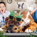 pets-are-getting-into-owners’-weed-stash-—-landing-them-at-emergency-vet-in-record-numbers
