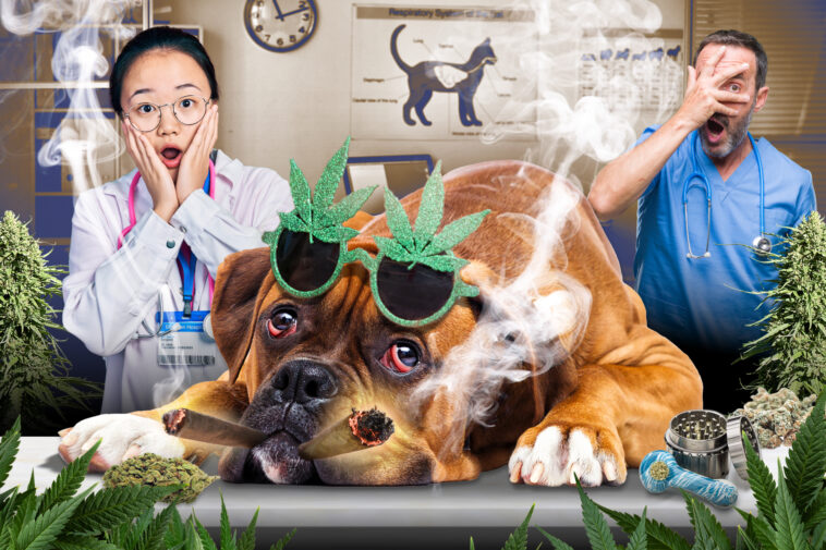 pets-are-getting-into-owners’-weed-stash-—-landing-them-at-emergency-vet-in-record-numbers