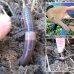 invasive-asian-jumping-worms-inching-to-backyards,-parks-across-38-states-—-including-ny,-nj