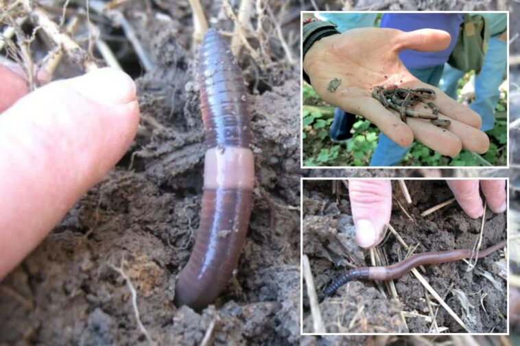 invasive-asian-jumping-worms-inching-to-backyards,-parks-across-38-states-—-including-ny,-nj