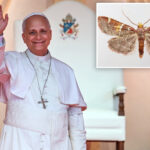 scientists-name-new-moth-discovery-after-pope-leo-xiv