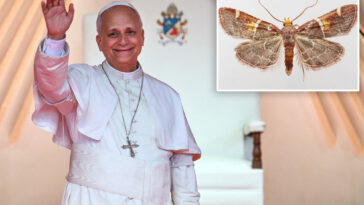 scientists-name-new-moth-discovery-after-pope-leo-xiv