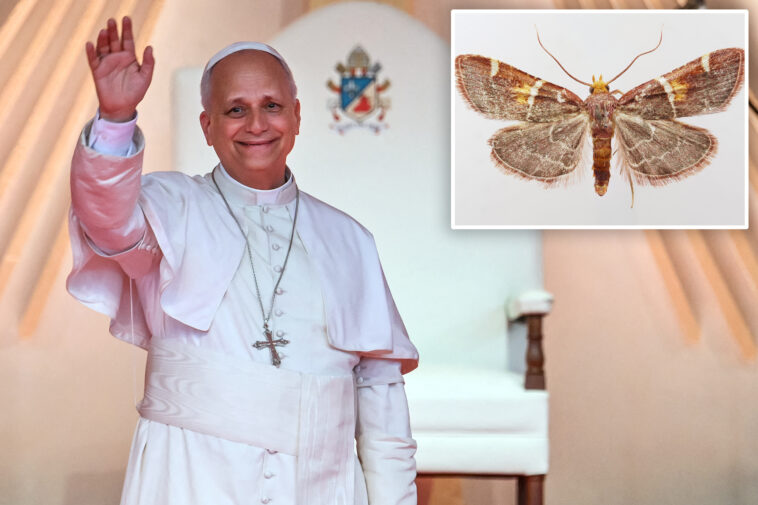 scientists-name-new-moth-discovery-after-pope-leo-xiv