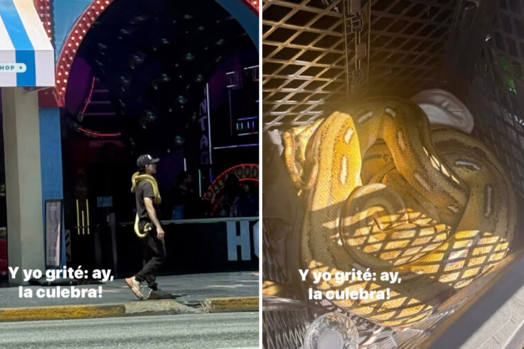 exotic-snakes-surprise-officers-chasing-slithery-suspect-on-hollywood-walk-of-fame
