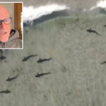 shark-season-could-be-brutal-in-socal-this-summer,-experts-warn