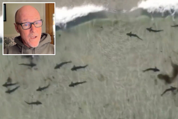 shark-season-could-be-brutal-in-socal-this-summer,-experts-warn