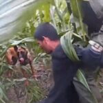 texas-dps-k-9-assists-border-patrol-in-capturing-seven-illegal-aliens,-one-hiding-in-a-corn-field-–-(video)