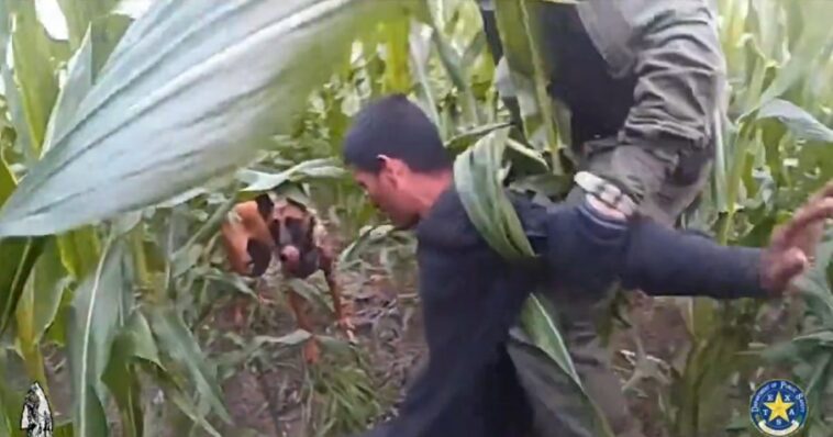 texas-dps-k-9-assists-border-patrol-in-capturing-seven-illegal-aliens,-one-hiding-in-a-corn-field-–-(video)