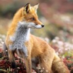 canadian-police-respond-to-bbq-food-theft,-culprit-found-to-be-fox-with-mouthful-of-hot-dogs