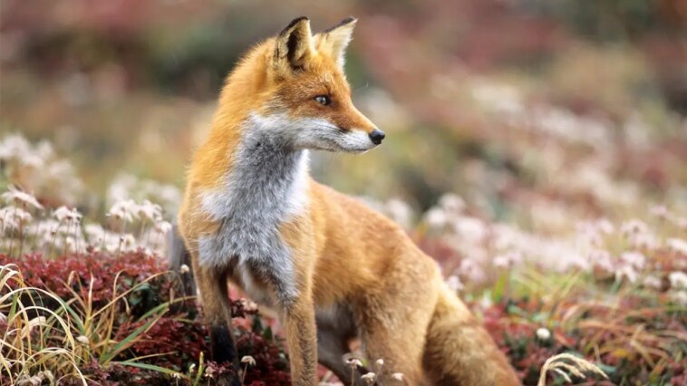 canadian-police-respond-to-bbq-food-theft,-culprit-found-to-be-fox-with-mouthful-of-hot-dogs