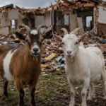 hero-goats-lead-rescuers-to-family-buried-alive-after-monster-tornado-levels-oklahoma-home