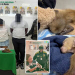 couple-allegedly-stuffed-3-monkeys-in-their-underwear-in-sick-smuggling-bid-—-causing-one-to-suffocate