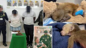 couple-allegedly-stuffed-3-monkeys-in-their-underwear-in-sick-smuggling-bid-—-causing-one-to-suffocate
