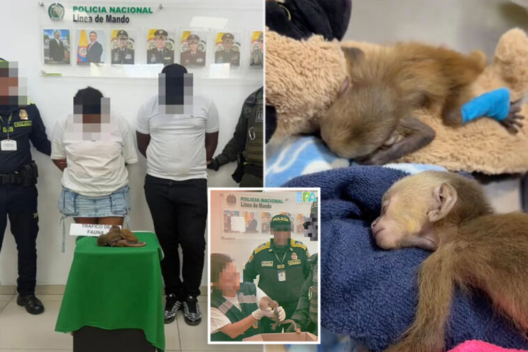couple-allegedly-stuffed-3-monkeys-in-their-underwear-in-sick-smuggling-bid-—-causing-one-to-suffocate