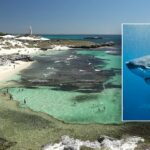 man-dies-after-attack-by-13-foot-great-white-shark-near-popular-island-resort:-officials