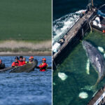‘timmy’-the-humpback-whale,-subject-of-euro-rescue-effort,-found-dead-off-denmark,-officials-confirm
