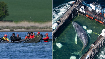 ‘timmy’-the-humpback-whale,-subject-of-euro-rescue-effort,-found-dead-off-denmark,-officials-confirm