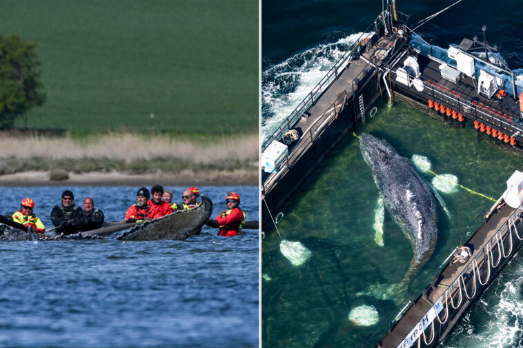 ‘timmy’-the-humpback-whale,-subject-of-euro-rescue-effort,-found-dead-off-denmark,-officials-confirm