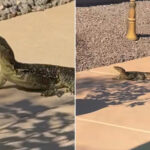 arizona-man-shocked-when-he-finds-unexpected,-giant-creature-swimming-in-his-pool