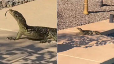 arizona-man-shocked-when-he-finds-unexpected,-giant-creature-swimming-in-his-pool