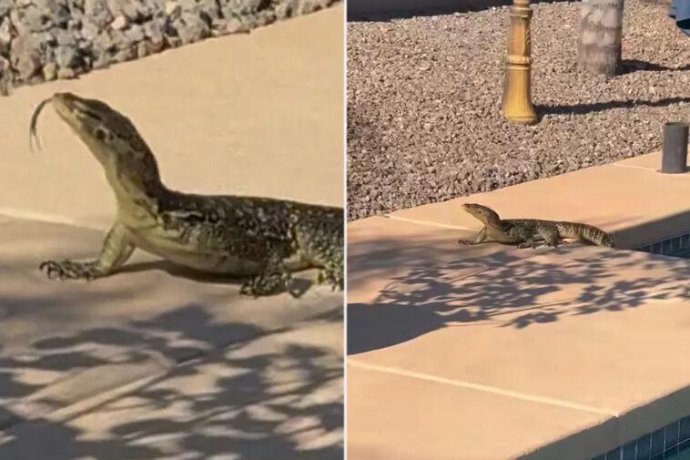 arizona-man-shocked-when-he-finds-unexpected,-giant-creature-swimming-in-his-pool