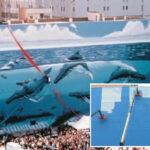 artist-wyland-outraged-as-dallas,-fifa-paint-over-his-iconic-whale-mural-for-world-cup-artwork