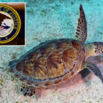 bay-area-man-charged-with-trying-to-export-hundreds-of-turtles-illegally