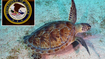 bay-area-man-charged-with-trying-to-export-hundreds-of-turtles-illegally