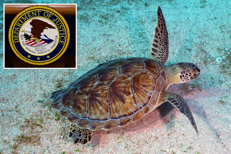 bay-area-man-charged-with-trying-to-export-hundreds-of-turtles-illegally